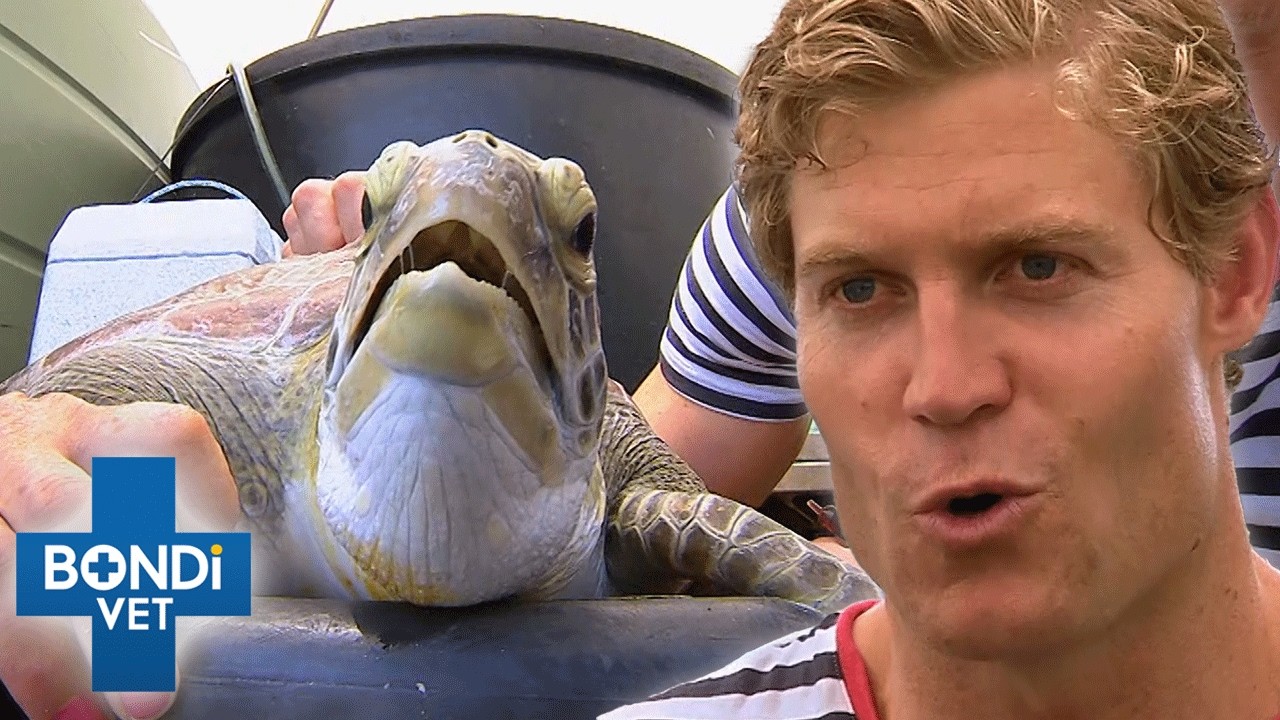 Dire Emergency: Turtle Found With Broken Shell! 🥺 Bondi Vet
