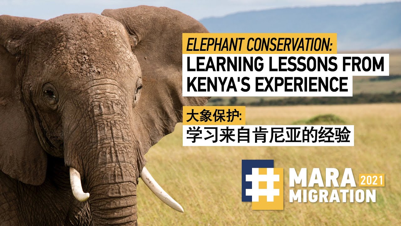 Elephant conservation: learning lessons from Kenya's experience