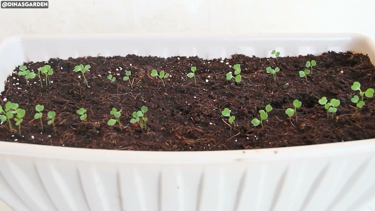 The 25 Most Perfect Crops To Grow in Tiny Interior Spaces