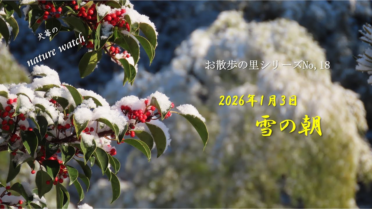 雪の朝（お散歩の里）20260103