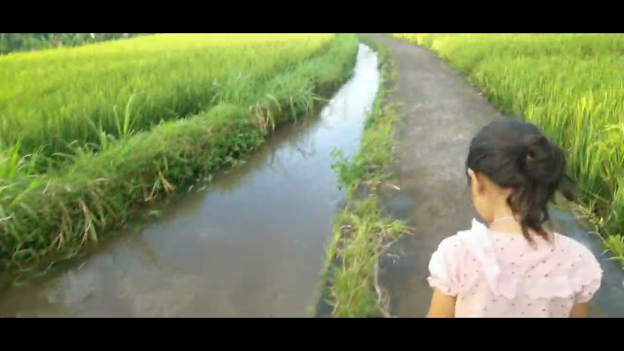 Pemandangan Sawah Banjar Gagah