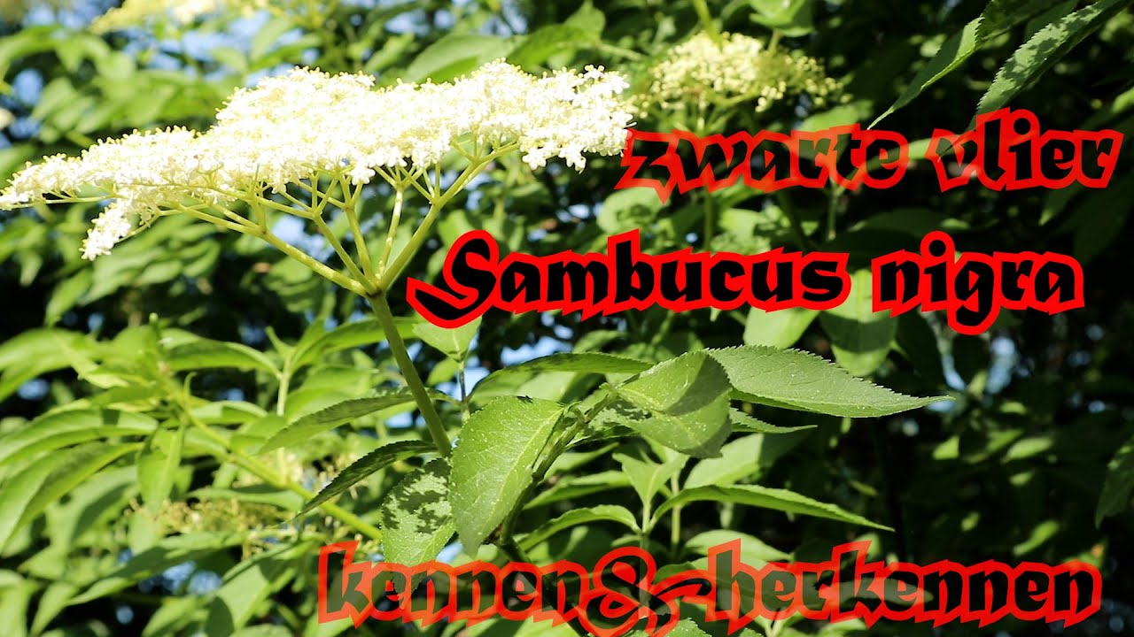 Sambucus nigra _ zwarte vlier kennen & herkennen