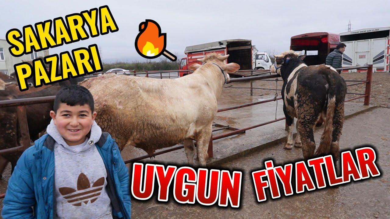 SAKARYA HAYVAN PAZARI...2024 FİYATLARI...KURBANLIK VE BESİLİK HAYVANLAR