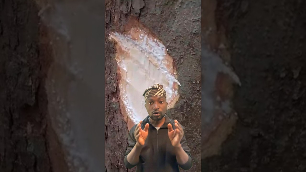 Funtumia Africana (bush rubber)