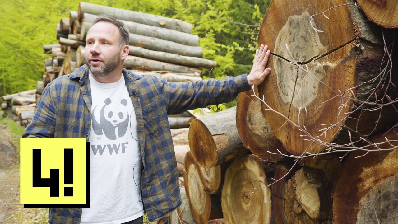 Hiába állnak védett területen az ország legöregebb fái, bármikor gond nélkül kivághatják őket