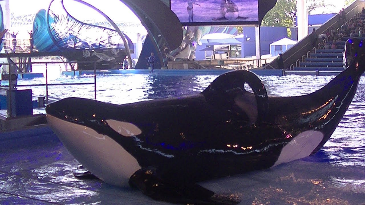 One Ocean (Full Show) April 13, 2019 - SeaWorld San Antonio