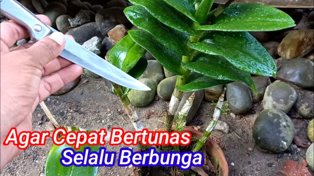 Tips Supaya Anggrek Rajin Berbunga