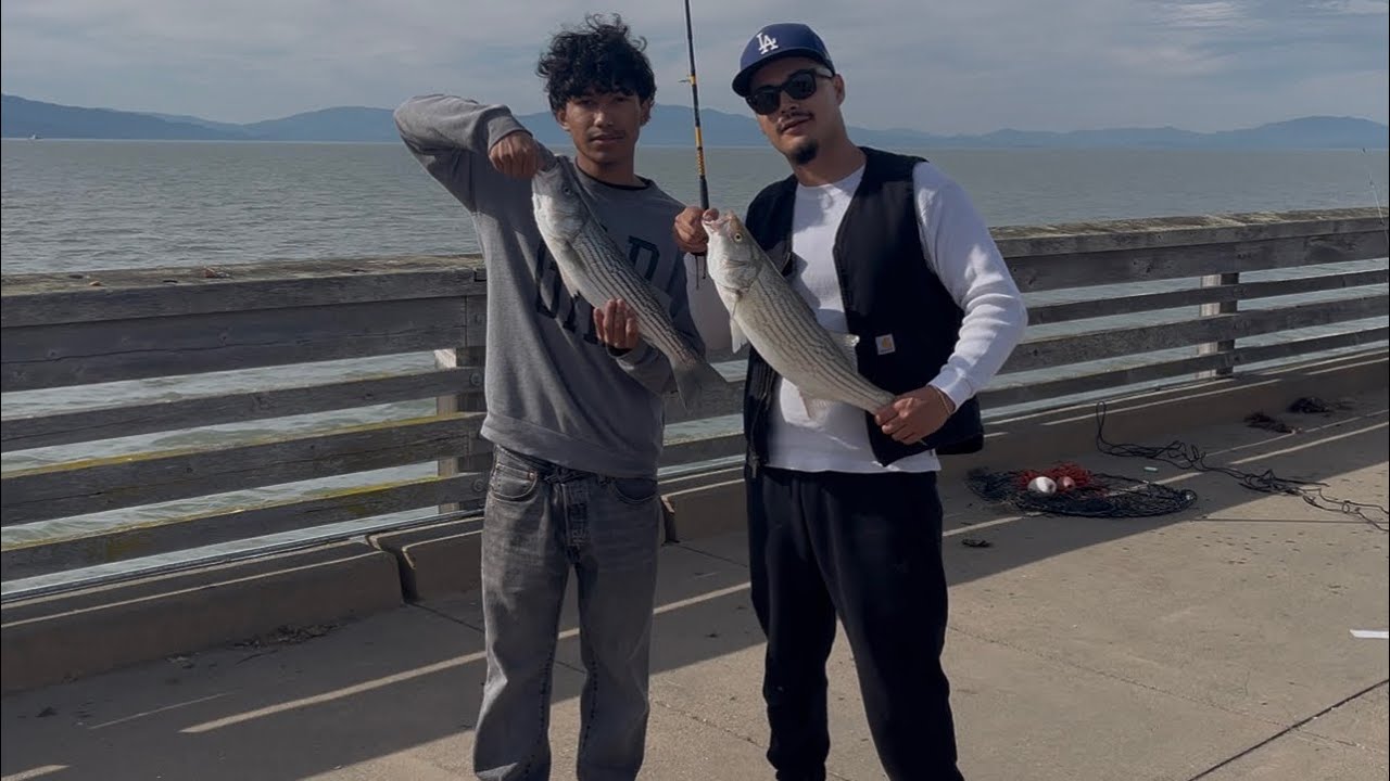 Striped Bass Are In The Bay Area ! Non Stop Action Point Pinole Pier Fishing