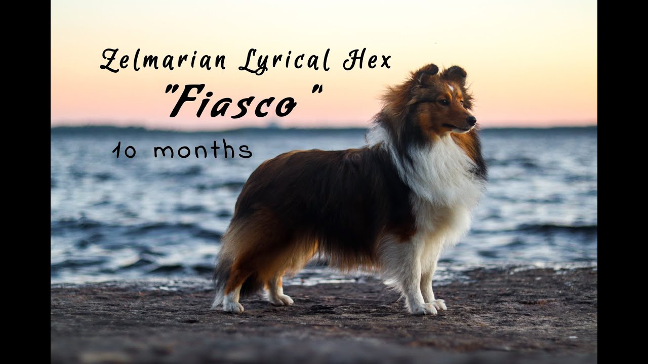 Sheltie tricks & fun | Fiasco 10 months ❤️
