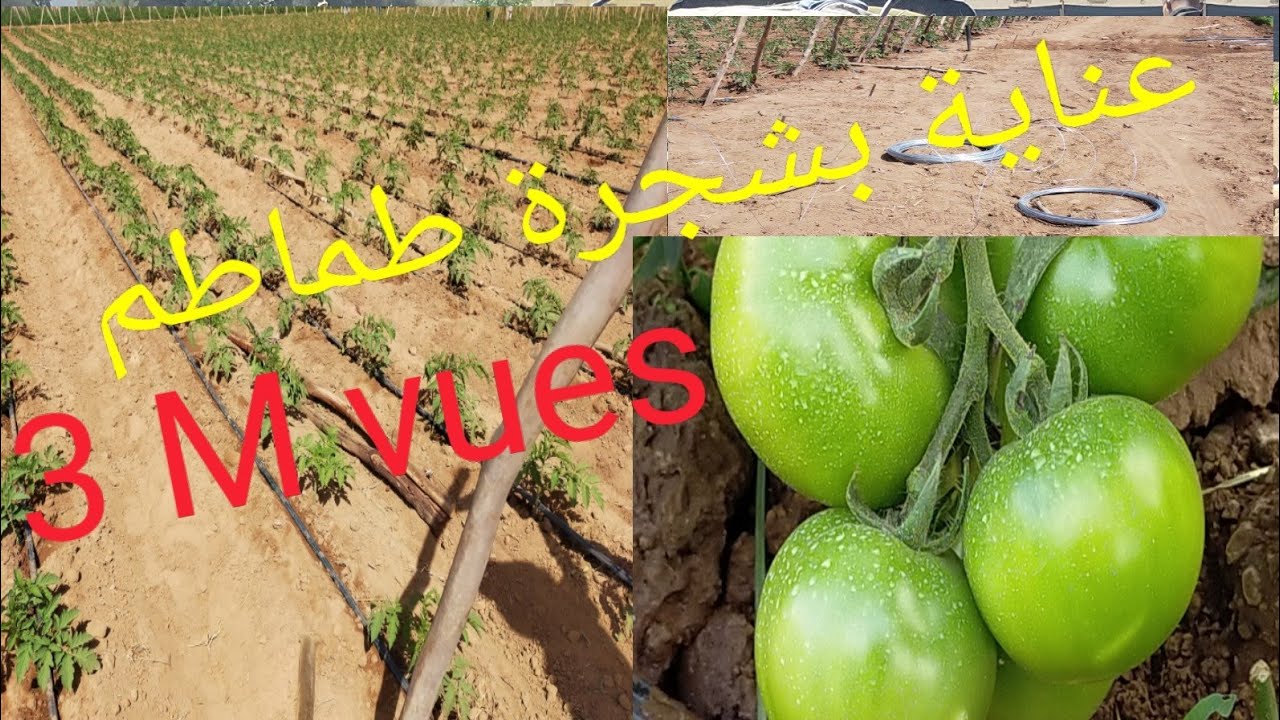 زراعة الطماطم بكل سهولة خلال فترة وجيزة جدا ،وطريقة تعامل معها