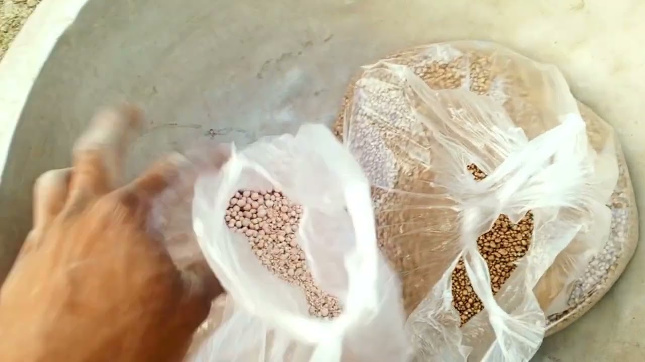 শসা গাছে আজ প্রথম সার দিলাম।