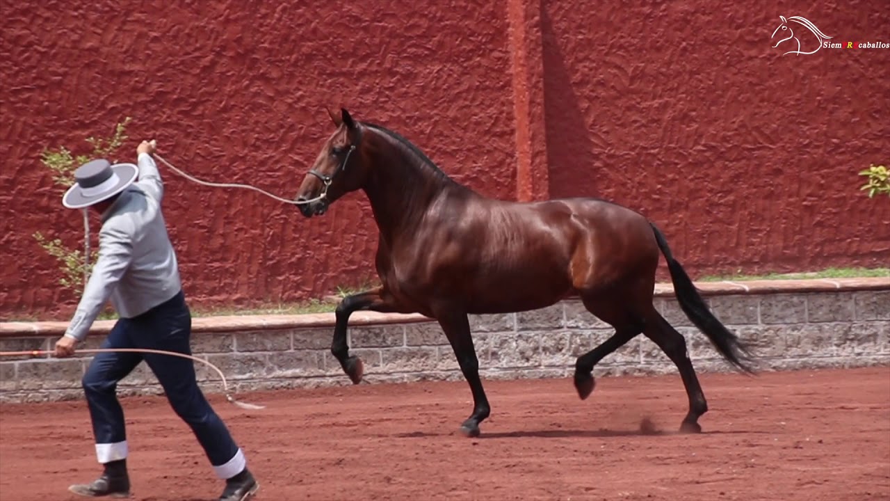 DOCUMENTAL YEGUADA CASTILLO