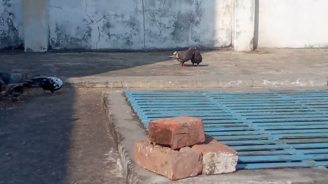Gulabi Ban joru ka gulam 🤣🤣🤣 | aaj ka kabootar video #allnewkabootartips #birds #viral