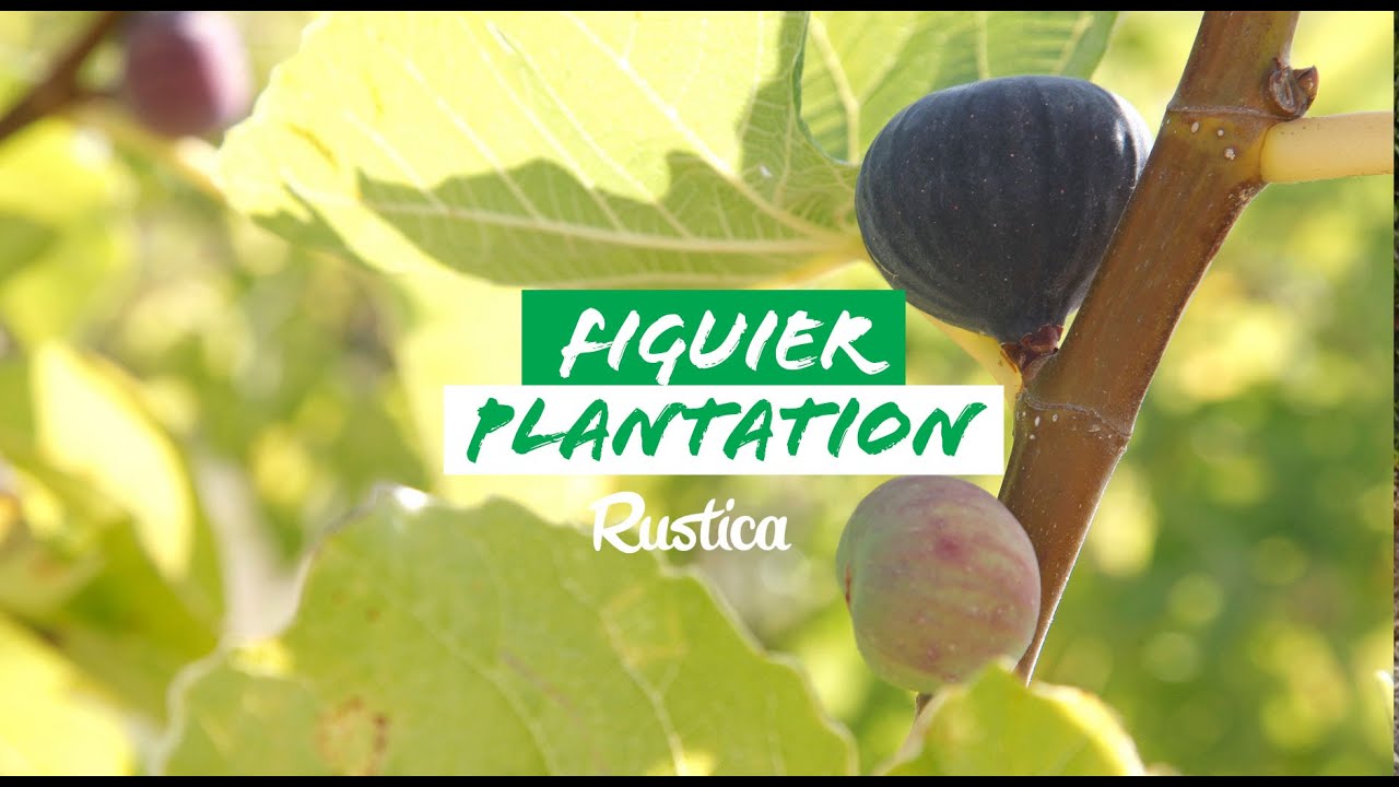 Comment planter un figuier