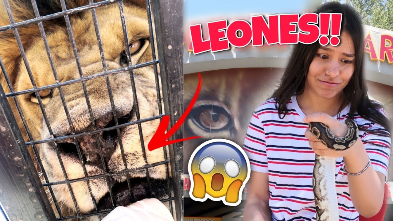 PARQUE SAFARI CHILE - ¡¡ MUY CERCA de los LEONES!! | RANCAGUA #safari #rancagua #leonesafari