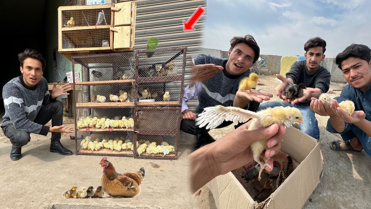 New Cute Baby Chicks Buy Kr Liya ❤️