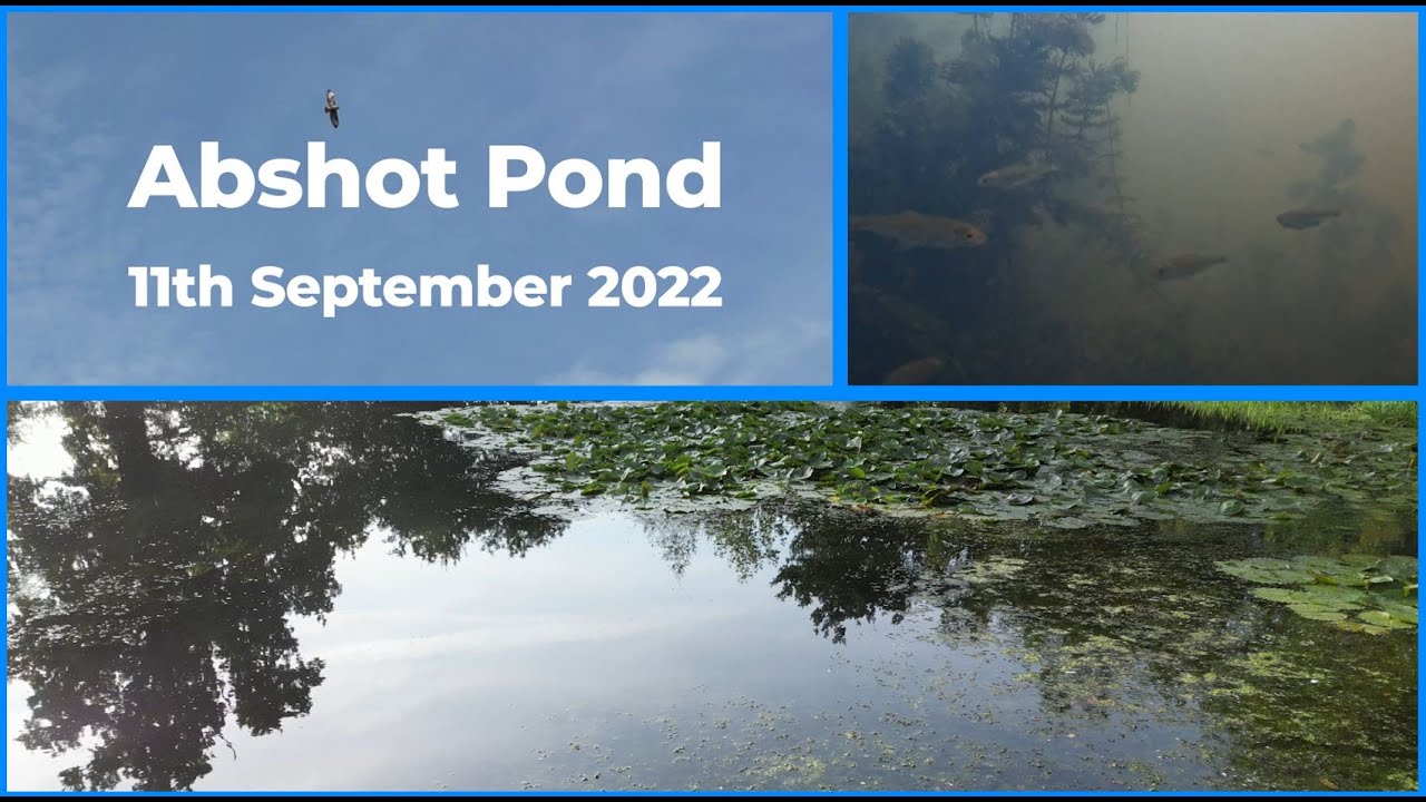 The Life Of Abshot Pond - Crucian Carp - Underwater Fish