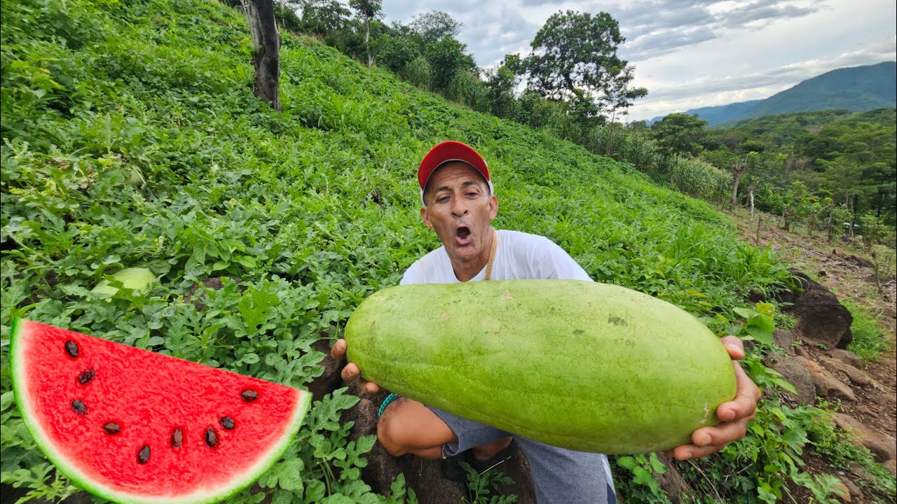 Cortando y comiendo sandia GIGANTE 🍉
