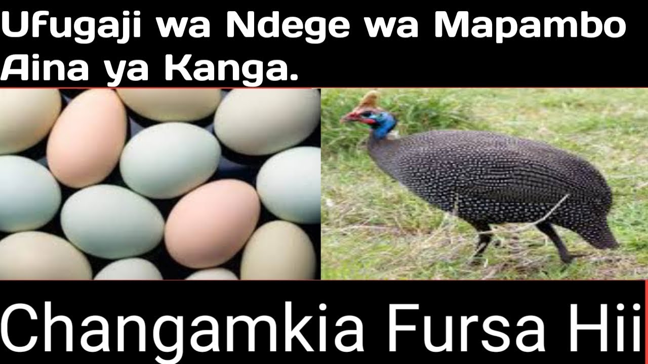 ZIJUE SIRI ZA UFUGAJI WA KANGA KWA FAIDA