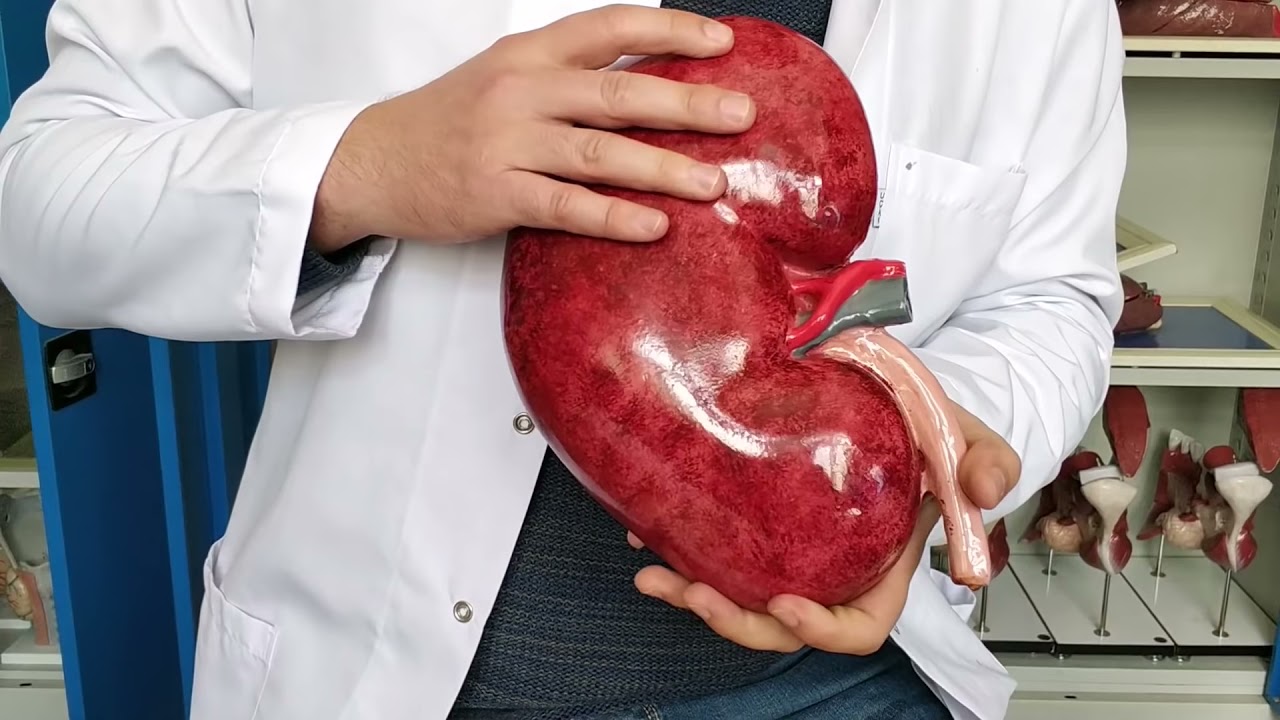 Böbrek, Ureter, Mesane Anatomisi  Üriner Sistem #anatomi