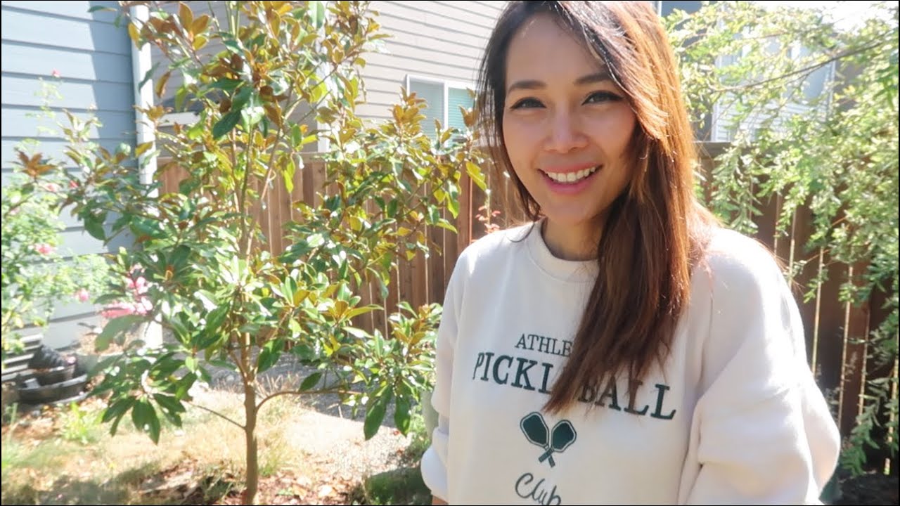 Kay Parris Magnolia Year 4 Growth Update // Zone 8b PNW Backyard Garden