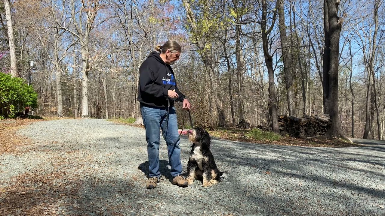 BerneDoodle Puppy Training Winston Salem NC | Bo