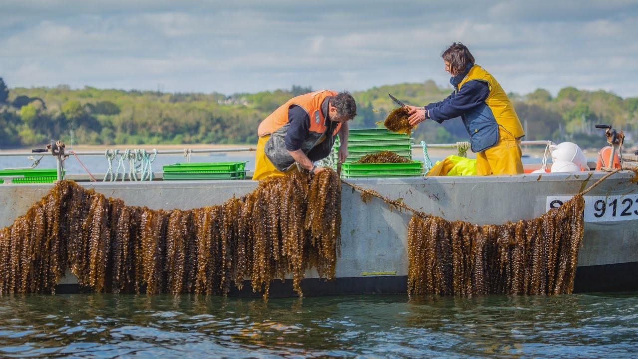 L' algoculture en Bretagne