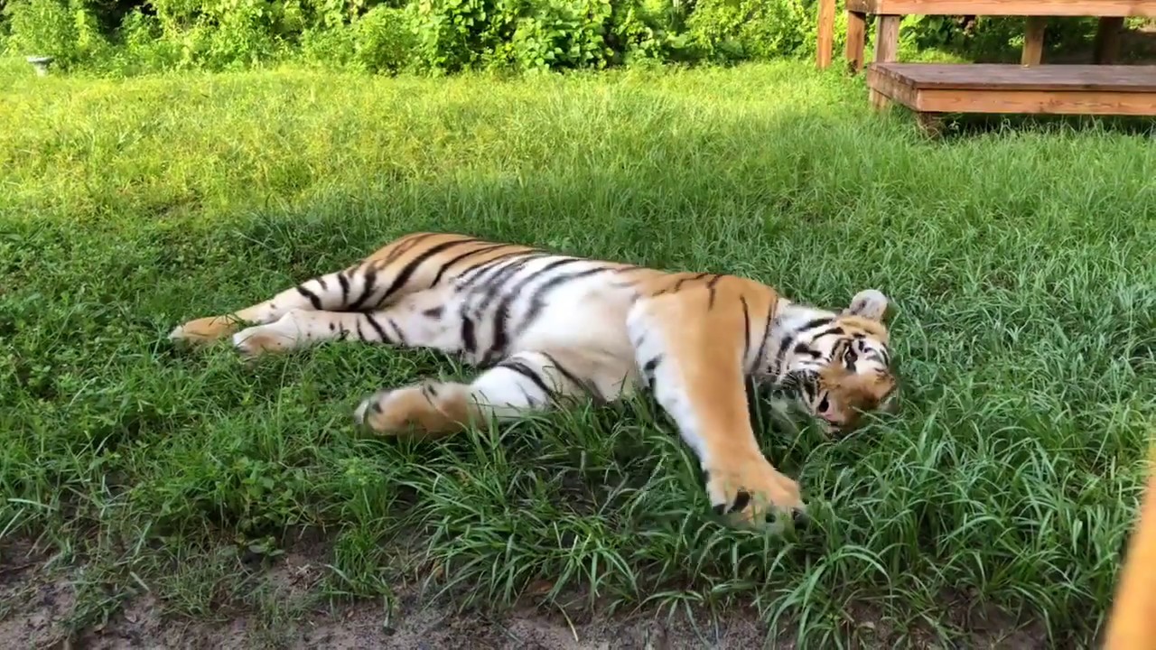 Seth Tiger really wanted to 