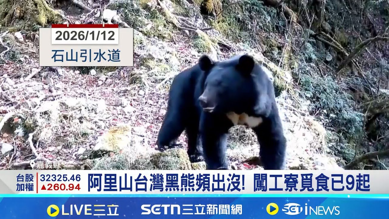 阿里山台灣黑熊頻出沒! 闖工寮覓食已9起 黑熊出沒越來越靠近村落! 林保署將置2誘捕籠｜三立新聞網 SETN.com