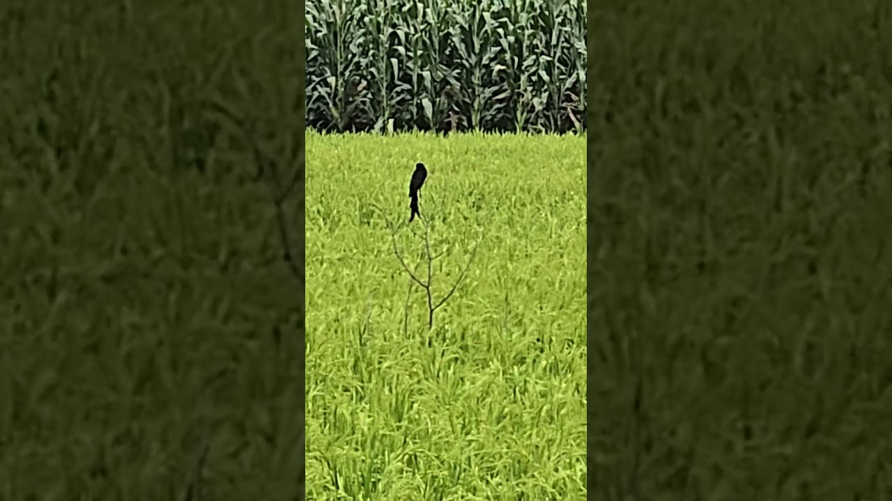 Bird Zooming S23 Ultra 20X in Village #zooming #zoomkaka #s23ultra