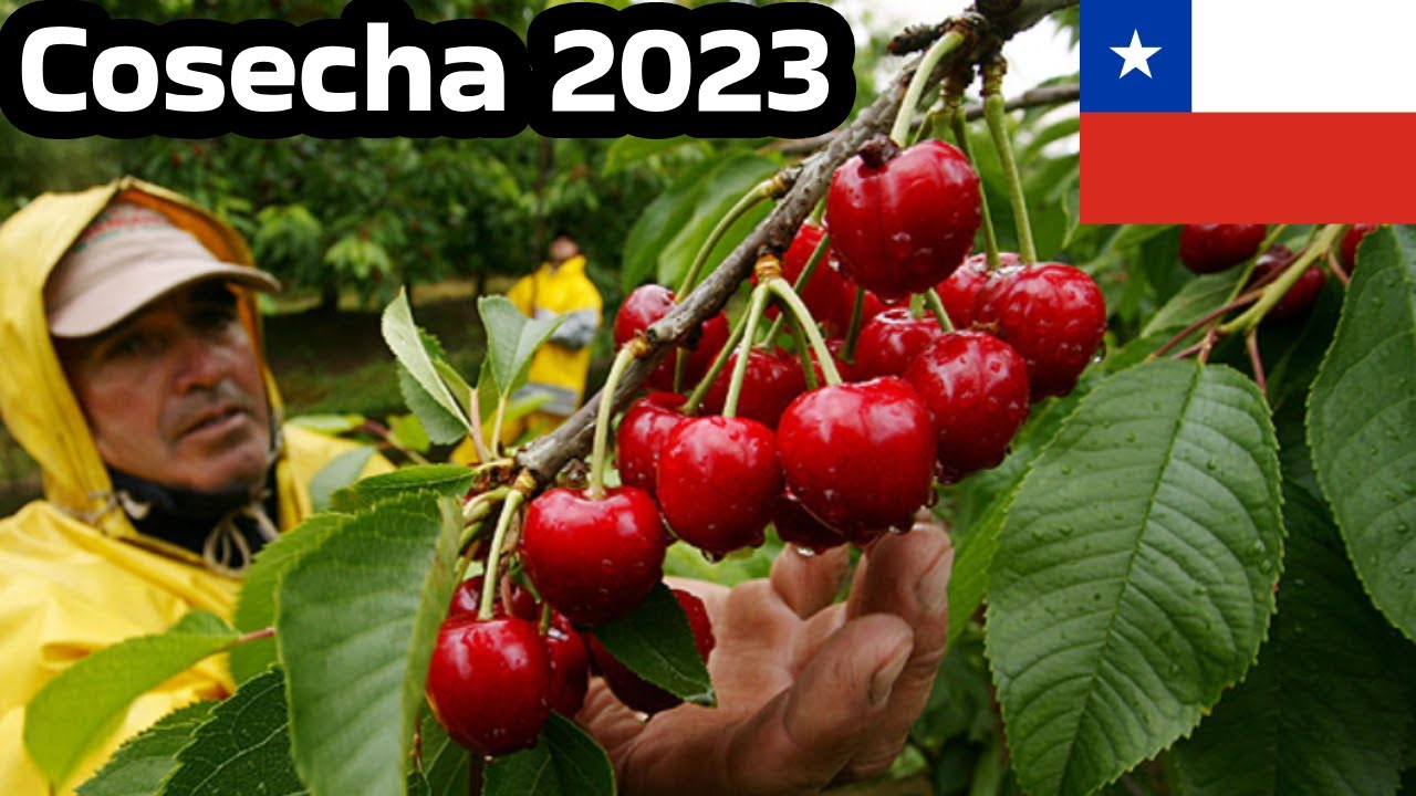 Cosechando cerezas en chile PARTE 2 🍒 🇨🇱