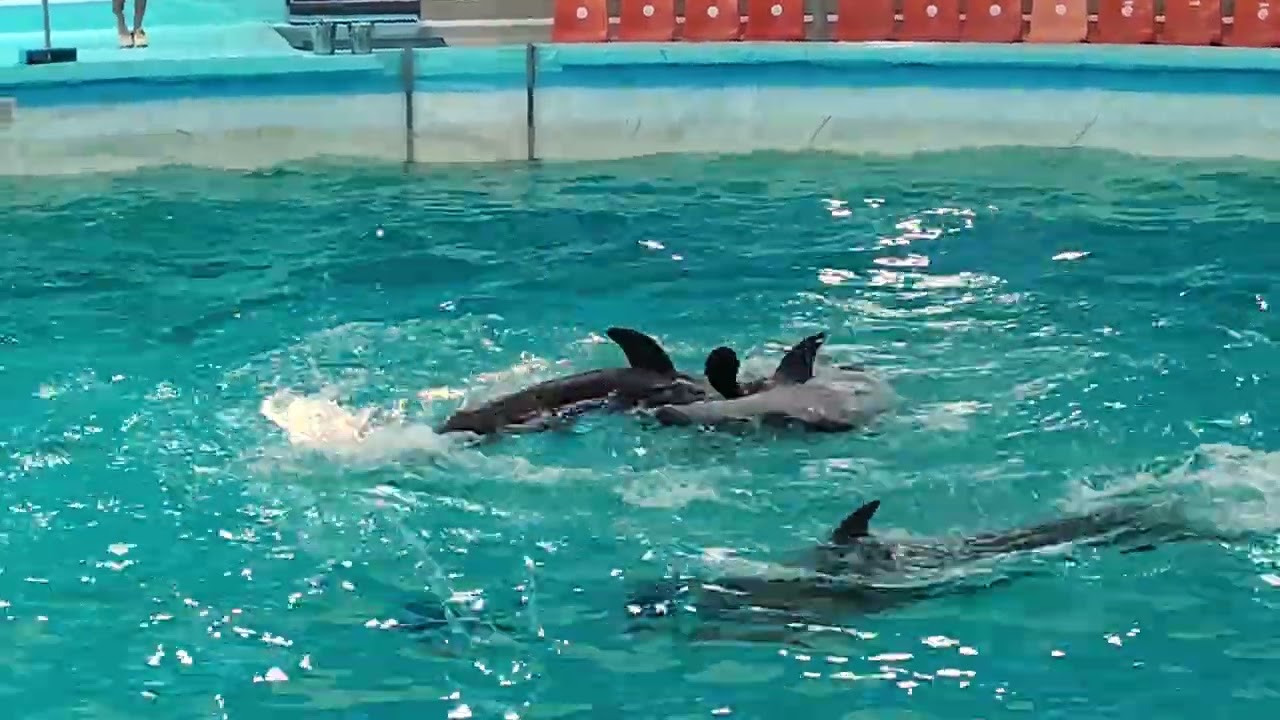 Dolphin show in Phuket Thailand 