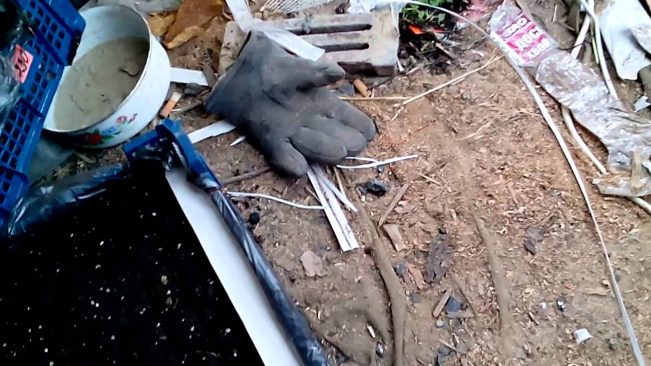 Ещё один способ пикировки табака 