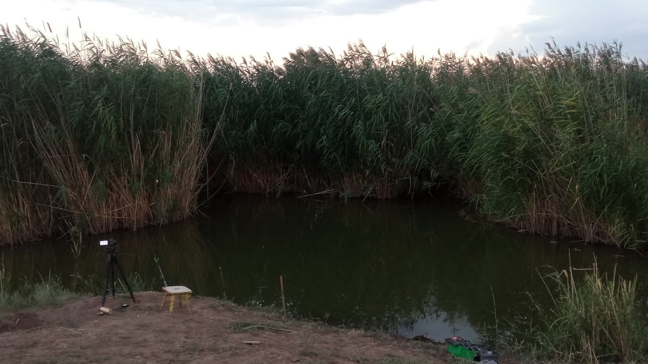 В ЭТОМ БОЛОТЕ ВОДИТСЯ КАРП И АМУР?! Я не поверил, пока сам не увидел! Рыбалка на поплавок.