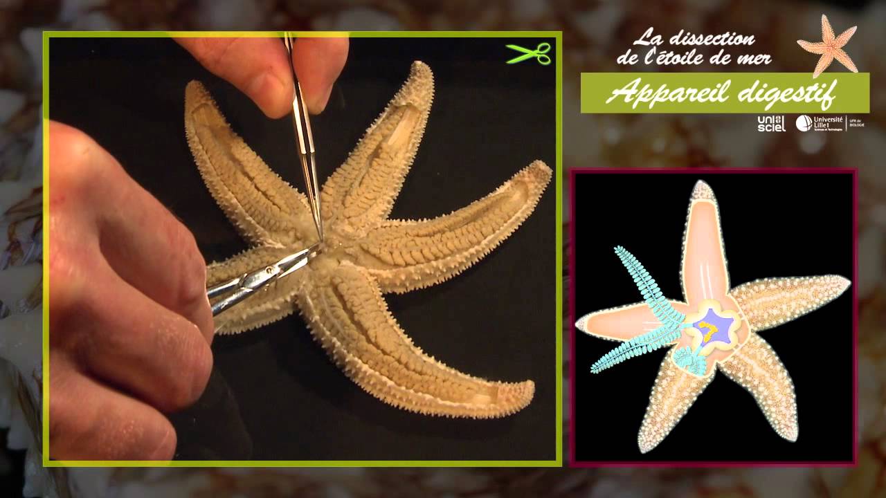 La dissection étoile de mer