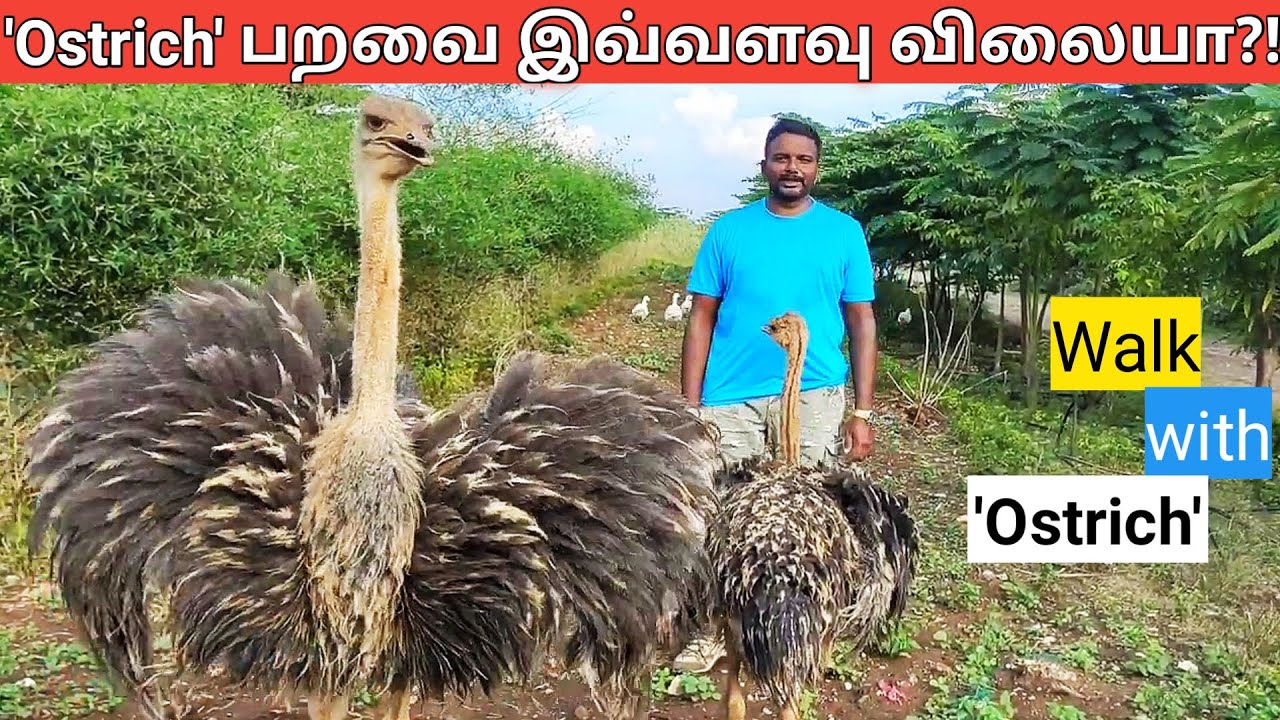 'Ostrich' பறவையுடன் நடை பயணம் - இது இவ்வளவு விலையா | Walk with Ostrich