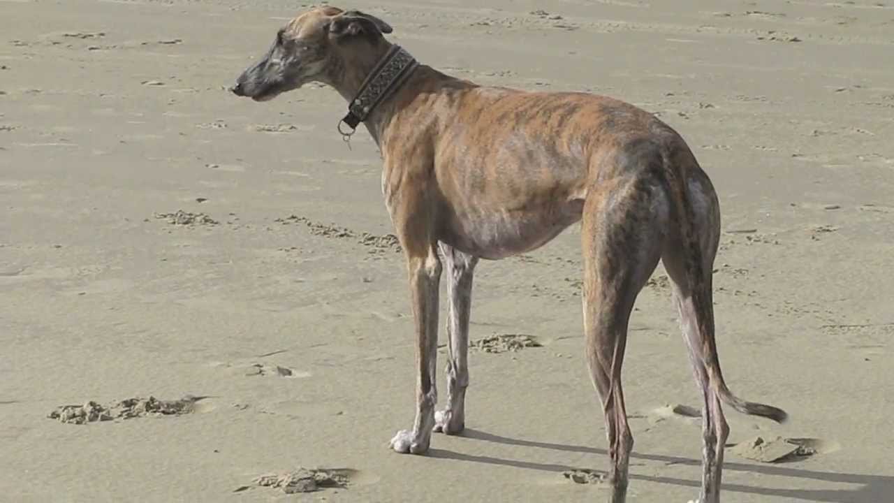 Spanish greyhound racing at the beach (Bergen aan Zee)