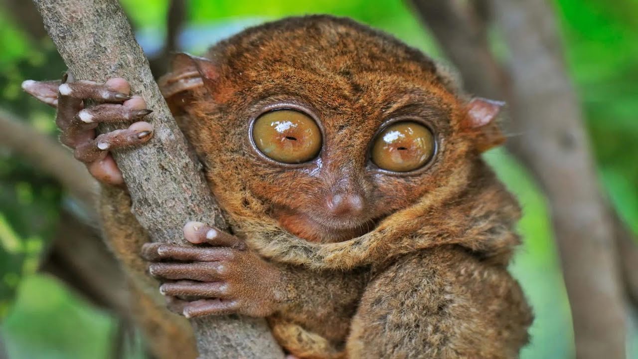 Tarsier - The Smallest Primate