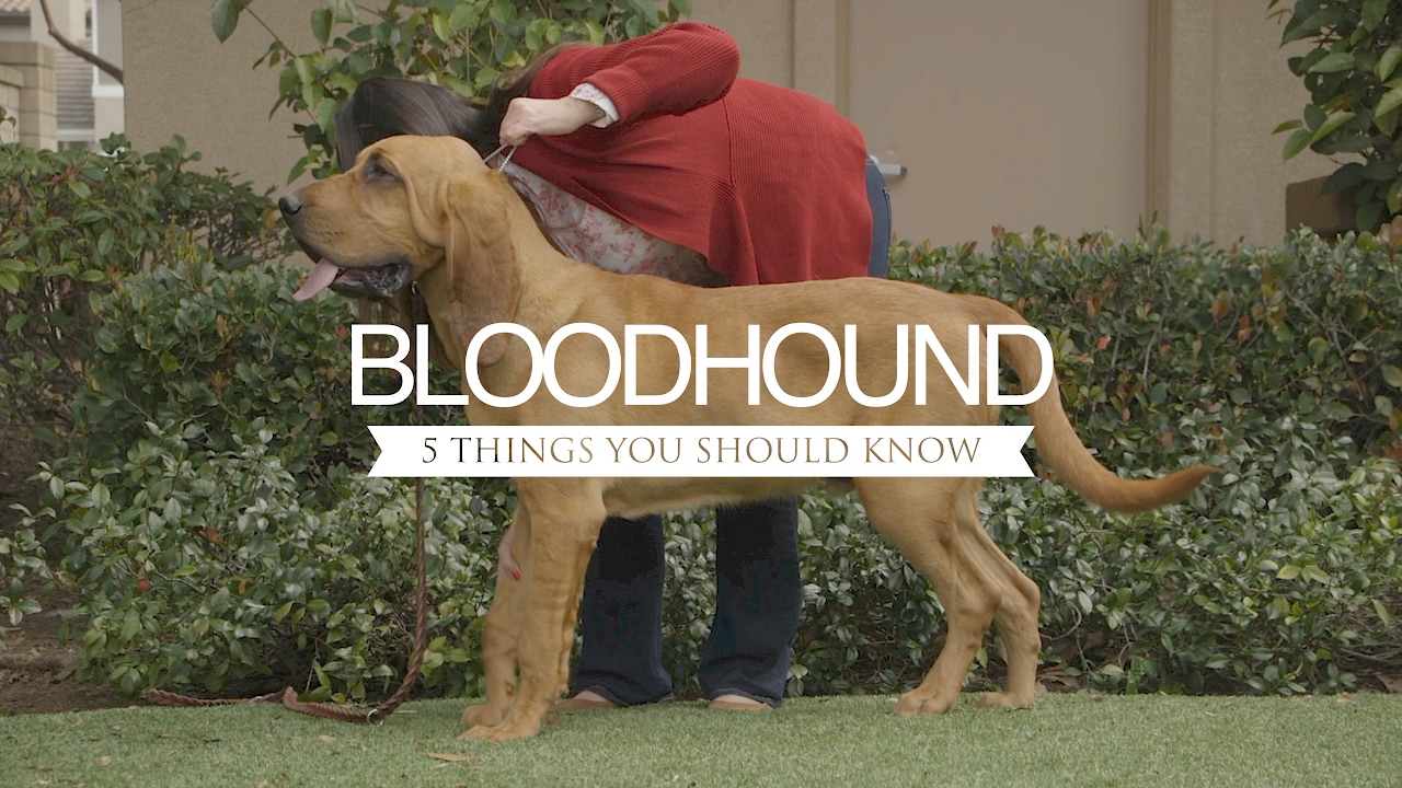 BLOODHOUNDS FIVE THINGS YOU SHOULD KNOW