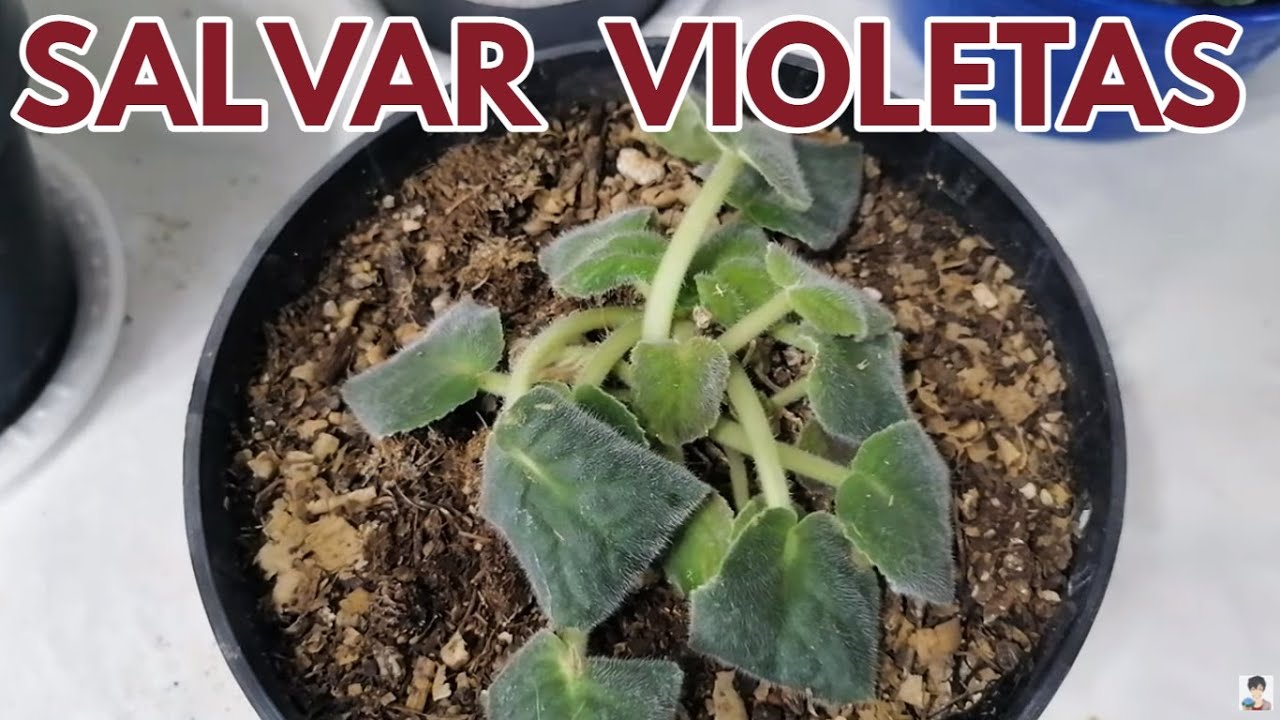 violetas africanas como salvarlas CHUYITO JARDINERO