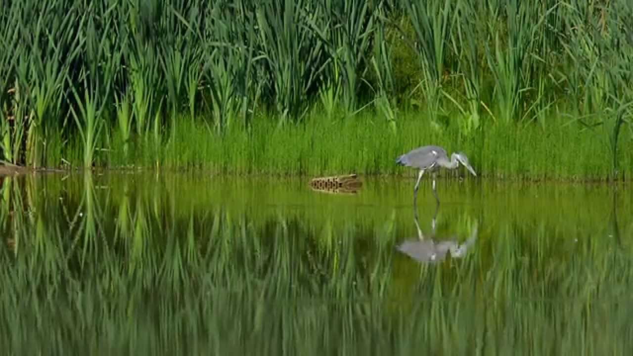 Graureiher und Eisvogel an der Rosdorfer Tonkuhle