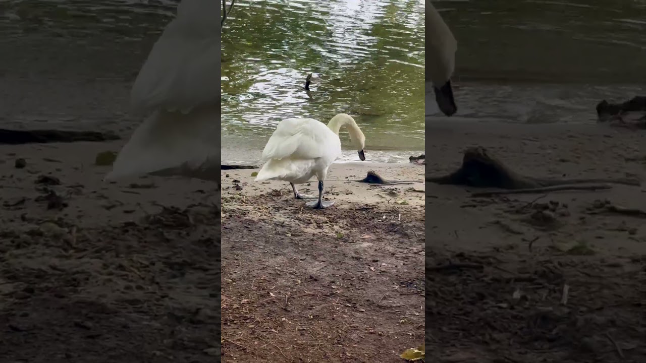 Походка лебедя на берегу.Der Gang eines Schwans am Ufer.The gait of a swan on the shore. #vogel