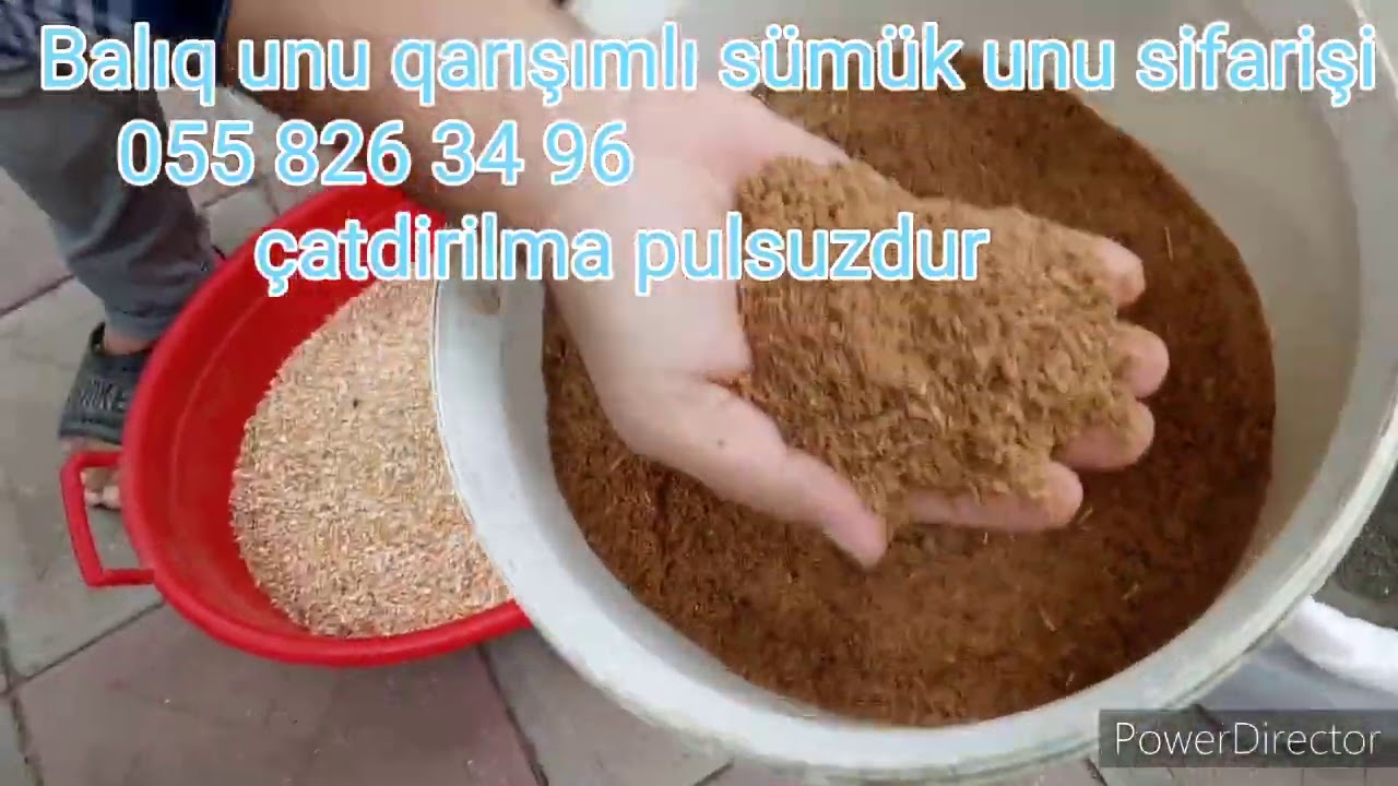 Cuce ve toyuq olumune son!!!