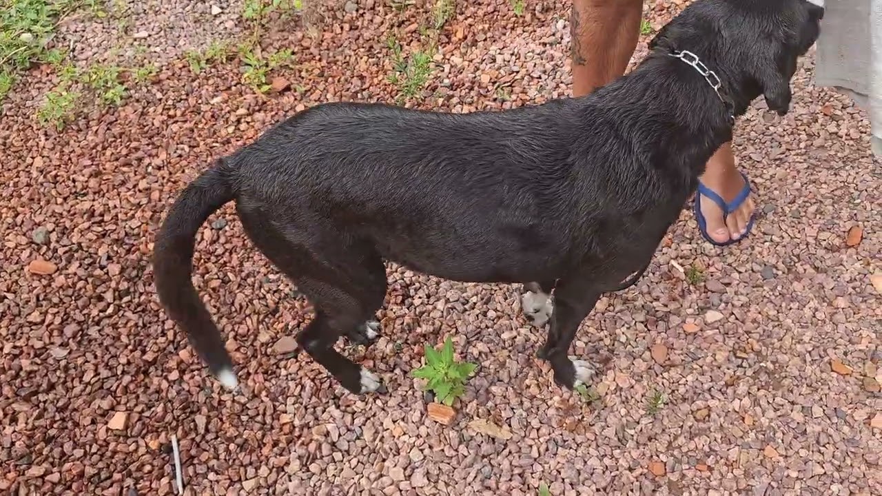 Banhando o Cachorro 