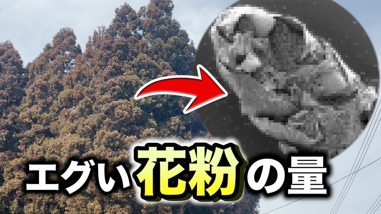 【驚愕】スギを電子顕微鏡で3000倍に拡大したら花粉症の原因が分かった
