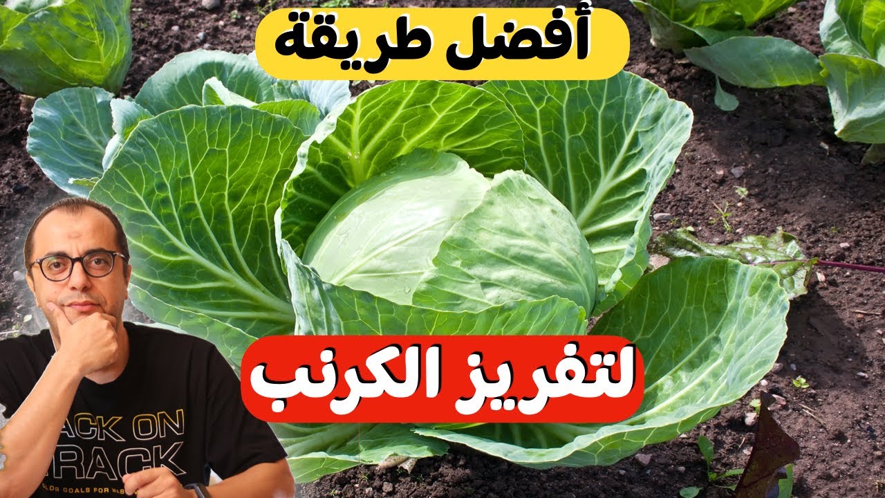 افضل طريقة لتفريز الكرنب 🥬 تجميد الكرنب
