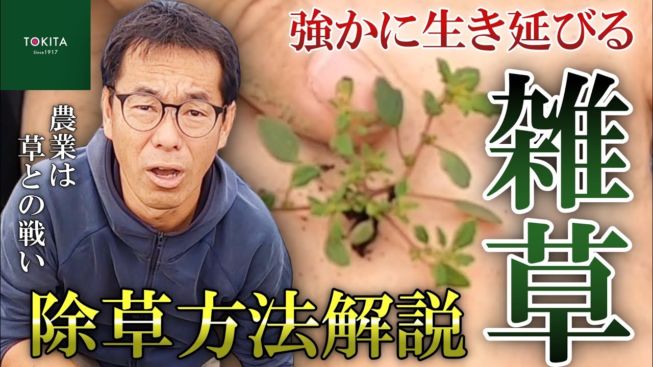 【意外と知らない？】雑草の除草方法と厄介なヤツTOP３【つくしは食べ物】