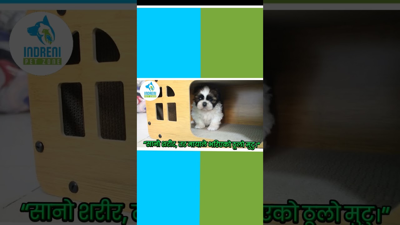 🐶 Shih-Tzu Puppies Available | Indreni Pet Zone 🐾