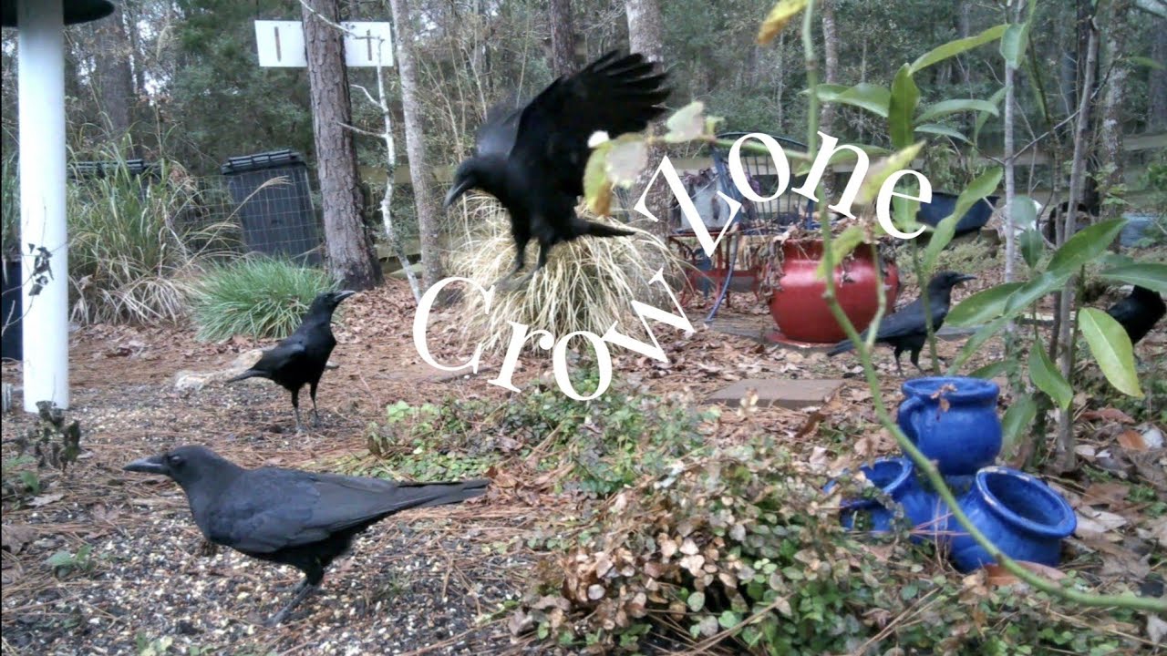 Crows From Above And Below #nature #birds