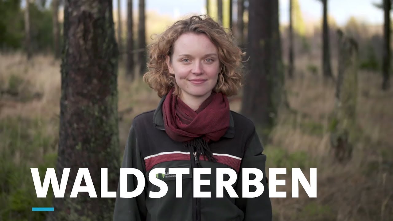 Soonwald-F&ouml;rsterin Anne-Sophie k&auml;mpft gegen Klimawandel, Borkenk&auml;fer und Waldsterben | SWR Heimat RP